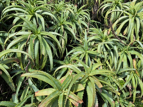 wild aloe plants growing at Cape Point